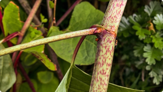 How to identify japanese knotweed