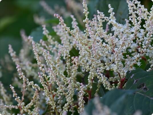 Japanese Knotweed Flowers