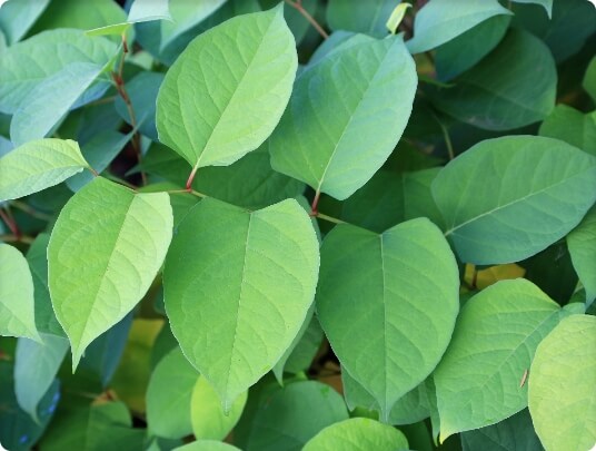 Japanese Knotweed Leaves