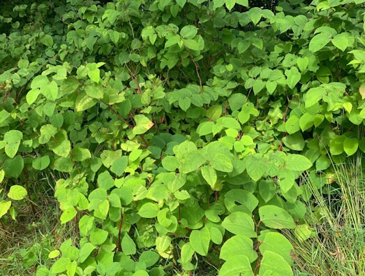 Knotweed Leaves